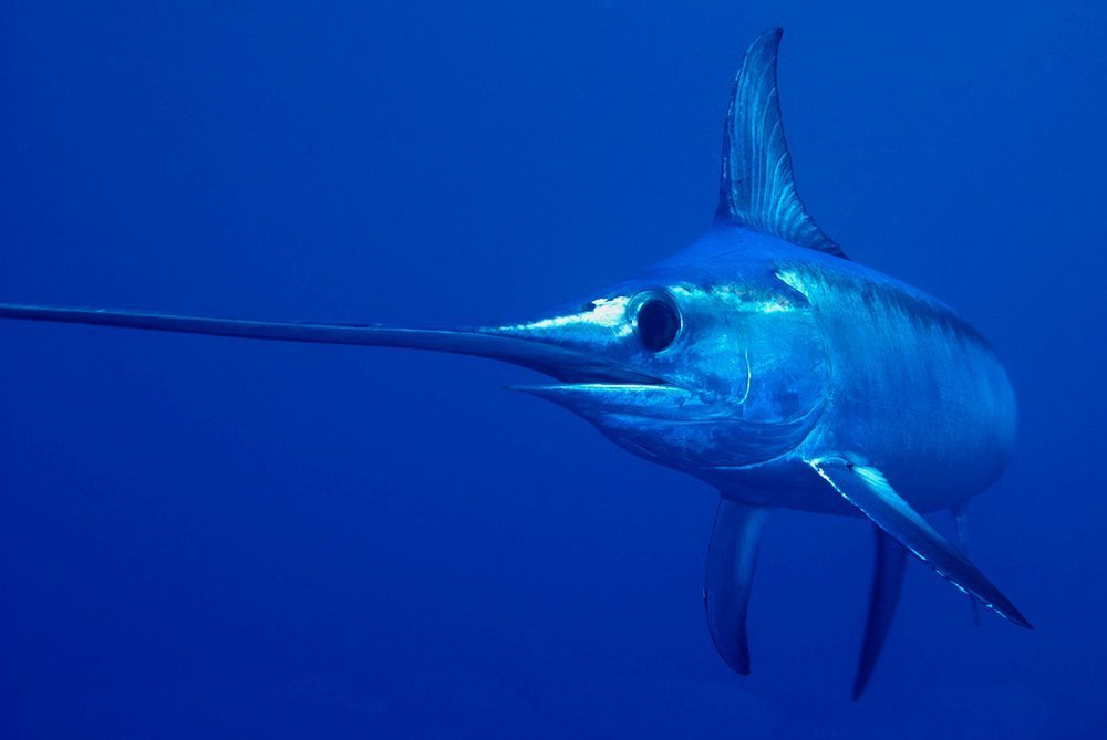 6. Рыба-меч Источник: fishingtourswordfish.com