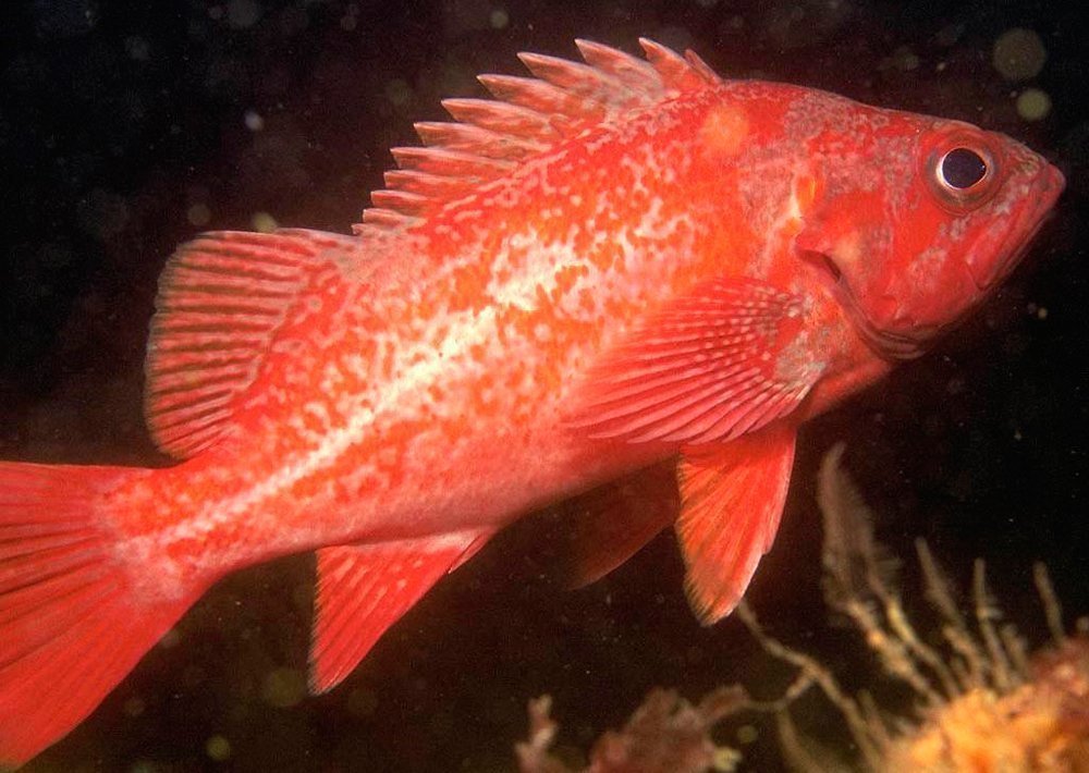 1. Северный морской окунь Источник: golfstrimfish.com
